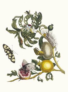 Guajaves. From the Book Metamorphosis insectorum Surinamensium, 1705. Creator: Merian, Maria Sibylla (1647-1717)