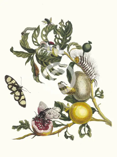 Guajaves. From the Book Metamorphosis insectorum Surinamensium, 1705. Creator: Merian, Maria Sibylla (1647-1717).