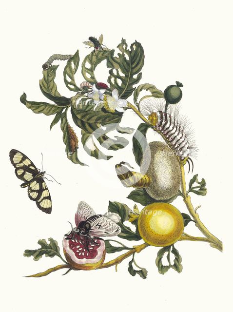 Guajaves. From the Book Metamorphosis insectorum Surinamensium, 1705. Creator: Merian, Maria Sibylla (1647-1717).