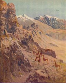 Guanaco 1916. Artist: E.W Christmas