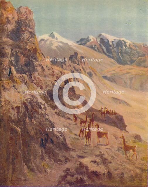'Guanaco', 1916. Artist: E.W Christmas.