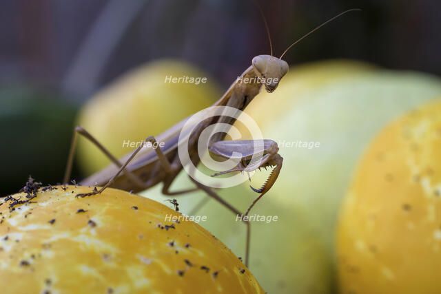 Guardian of the Garden. Creator: Joshua Johnston.
