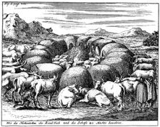 Guarding sheep and cattle at night, South Africa, 18th century (1931)