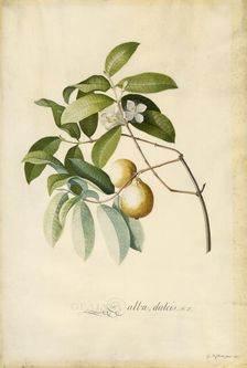 Guava, 1750s. Creator: Georg Dionysius Ehret