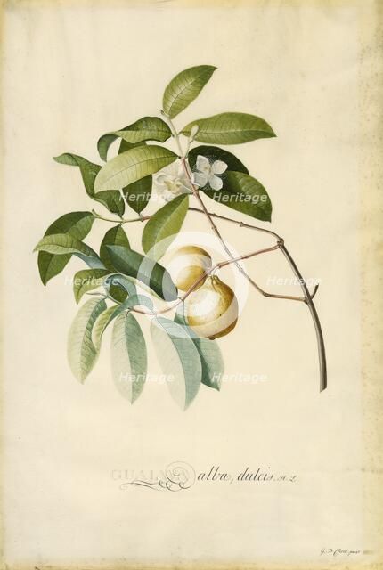 Guava, 1750s. Creator: Georg Dionysius Ehret.