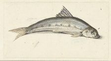 Gudgeon, 1739-1812. Creator: Johannes le Francq van Berkhey