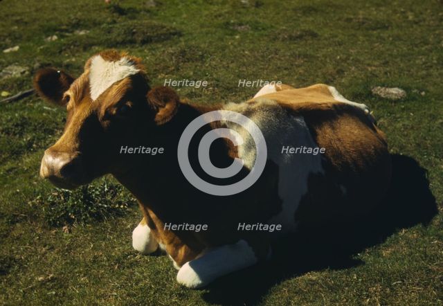Guernsey cow or calf lying on the ground, between 1941 and 1942. Creator: Unknown.