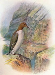 Guillemot - U'ria troi'le c1910, (1910). Artist: George James Rankin