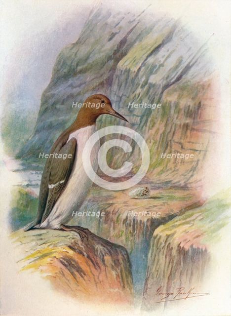 'Guillemot - U'ria troi'le', c1910, (1910). Artist: George James Rankin.