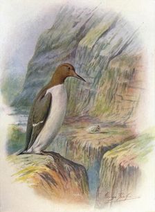 Guillemot - U'ria troi'le c1910, (1910). Artist: George James Rankin