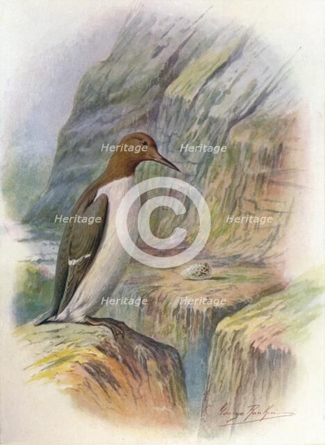 'Guillemot - U'ria troi'le', c1910, (1910). Artist: George James Rankin.