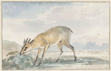 Guinea damsel goat or Sylvicapra Grimmia, 1765. Creator: Aert Schouman