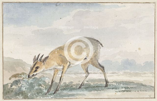 Guinea damsel goat or Sylvicapra Grimmia, 1765. Creator: Aert Schouman.
