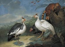 Guinea fowl and coati, 1722. Creator: Philipp Ferdinand de Hamilton
