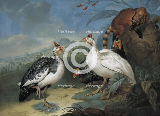 Guinea fowl and coati, 1722. Creator: Philipp Ferdinand de Hamilton.