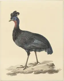 Guineafowl, 1759-1842. Creator: Pieter Bartholomeusz. Barbiers