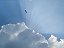 Gull and Glory. Creator: Eve Turek