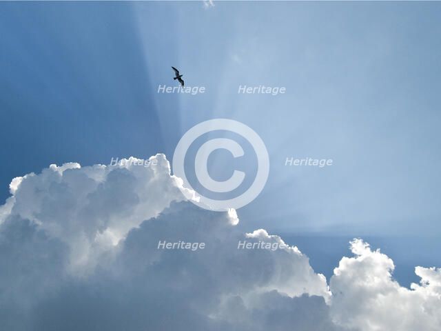 Gull and Glory. Creator: Eve Turek.