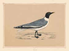 Gull (Laridae), c1850, (1856)