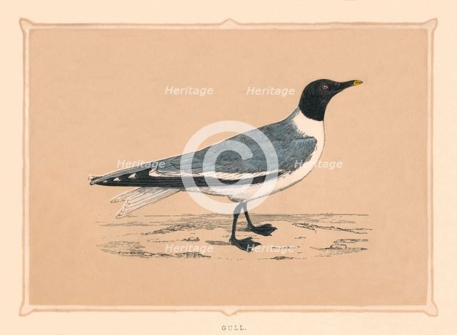 'Gull', (Laridae), c1850, (1856). Artist: Unknown.