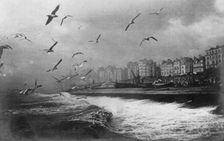 Gulls at Brighton, East Sussex, early 20th century