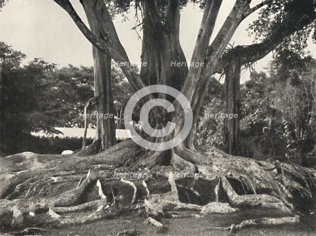 'Gummibaume wie Tafel 14, Teilansicht der Brettwurzeln', 1926. Artist: Unknown.