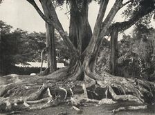 Gummibaume wie Tafel 14, Teilansicht der Brettwurzeln 1926