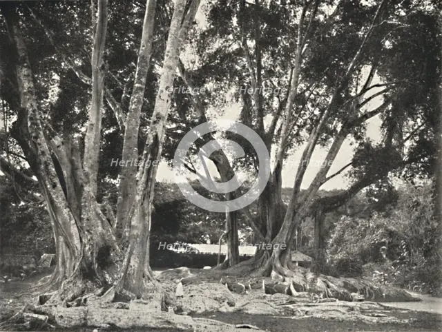 'Gummibaume (Ficus elastica)', 1926. Artist: Unknown.
