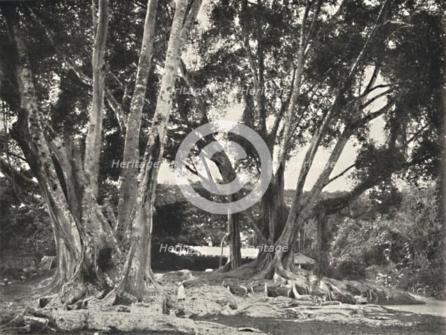 'Gummibaume (Ficus elastica)', 1926. Artist: Unknown.