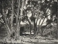 Gummibaume (Ficus elastica) 1926