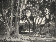 Gummibaume (Ficus elastica) 1926