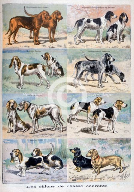 Gun dogs, 1897. Creator: P Mahler.