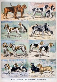 Gun dogs, 1897. Creator: P Mahler