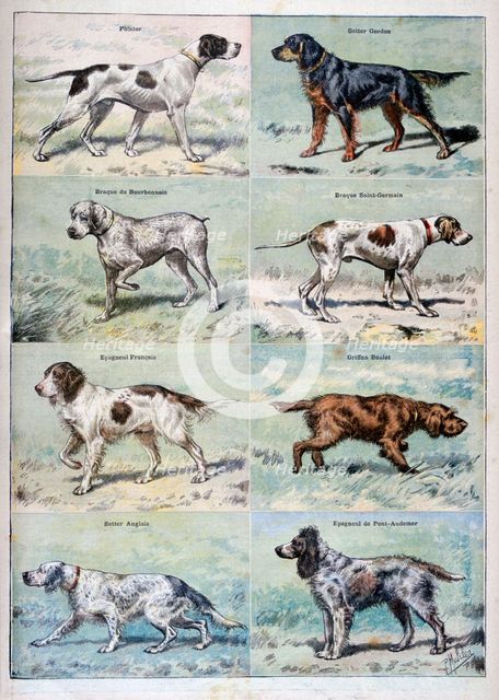 Gun dogs, 1897. Creator: P Mahler.