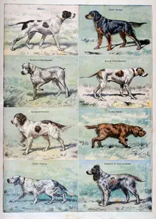 Gun dogs, 1897. Creator: P Mahler