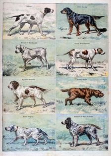 Gun dogs, 1897. Creator: P Mahler