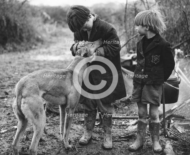 Gypsy boys with dog, Surrey, 1960s.