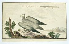 Gyps coprotheres (Cape vulture), 1777-1786. Creator: Robert Jacob Gordon