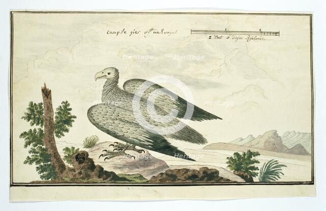 Gyps coprotheres (Cape vulture), 1777-1786. Creator: Robert Jacob Gordon.