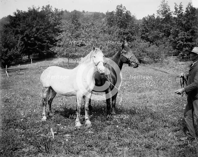 D.C. Cook's horses, Lake George, between 1900 and 1905. Creator: William H. Jackson.