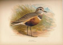 Dotterel (Eudromias morinellus) 1900, (1900). Artist: Charles Whymper