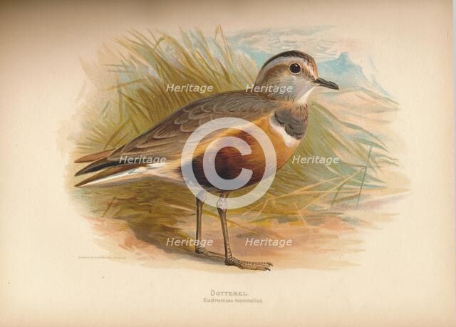'Dotterel (Eudromias morinellus)', 1900, (1900). Artist: Charles Whymper.