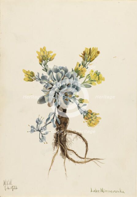 Double Bladderpod (Physaria didymocarpa), 1920. Creator: Mary Vaux Walcott.