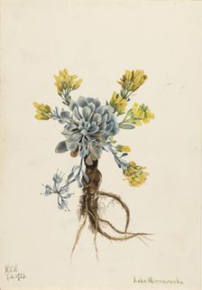 Double Bladderpod (Physaria didymocarpa), 1920. Creator: Mary Vaux Walcott
