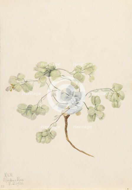 Double Bladderpod (Physaria didymocarpa), 1920. Creator: Mary Vaux Walcott.
