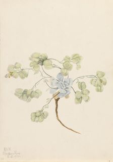 Double Bladderpod (Physaria didymocarpa), 1920. Creator: Mary Vaux Walcott