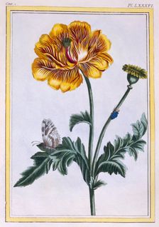 Double Creeping Buttercup Ranunculus repens Var: Pleniflorus, pub. 1776. Creator: Pierre Joseph Buchoz (1731-1807)