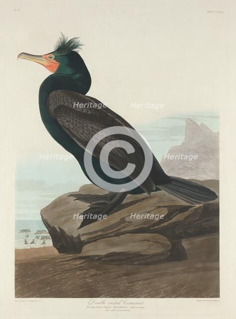Double-crested Cormorant, 1835. Creator: Robert Havell.