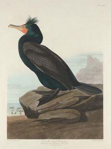 Double-crested Cormorant, 1835. Creator: Robert Havell