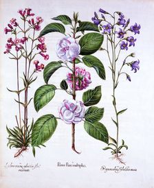 Double Flowered Apple, German Catch-Fly and a Bellflower, from Hortus Eystettensis by Basil Besle